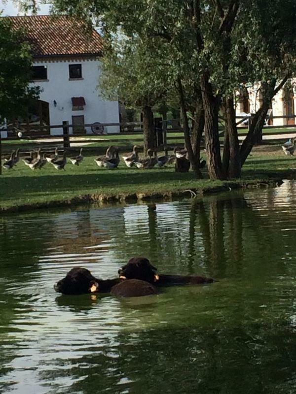 Готель Il Selgaro Agriturismo Zelarino Екстер'єр фото